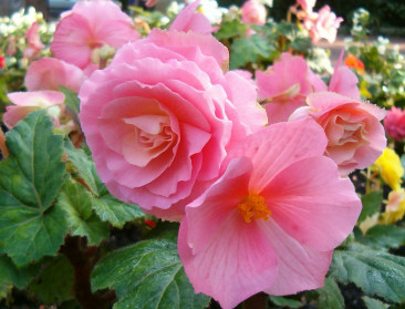 Daar zijn de AVBS-begoniatapijten weer