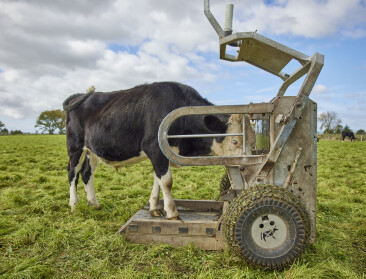 ILVO wil met AI bijdragen aan professionalisering van de vleesveehouderij