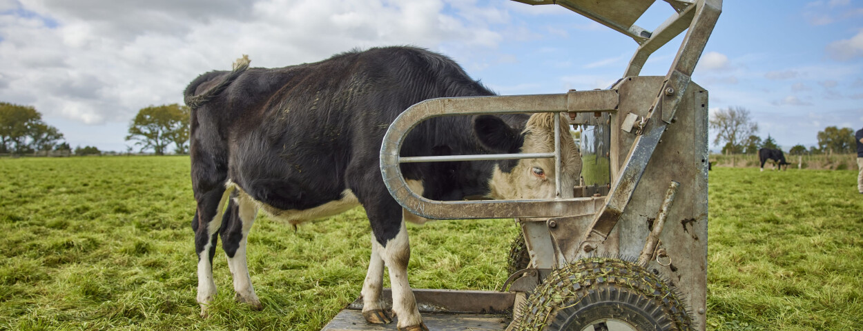 Wegen veehouderij aangepast