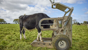 ILVO wil met AI bijdragen aan professionalisering van de vleesveehouderij