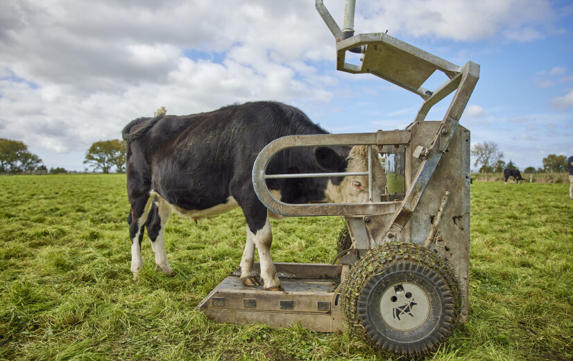 ILVO wil met AI bijdragen aan professionalisering van de vleesveehouderij