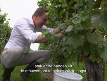 🎥 Minister Brouns plukt druiven om chauvinisme voor Belgische wijn aan te wakkeren
