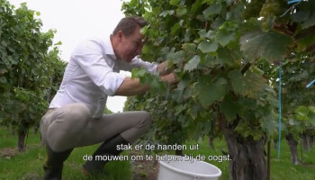🎥 Minister Brouns plukt druiven om chauvinisme voor Belgische wijn aan te wakkeren