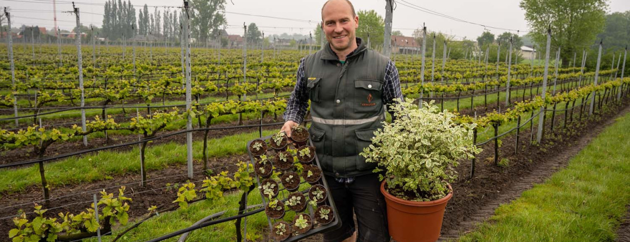 Sierteler Diederik Vandersteene van Gemaflor tussen zijn wijnranken