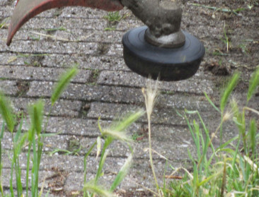 Gent schakelt bewoners in voor onderhoud openbaar groen