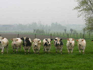 Rundvleesproductie dingt naar de gunst van consument