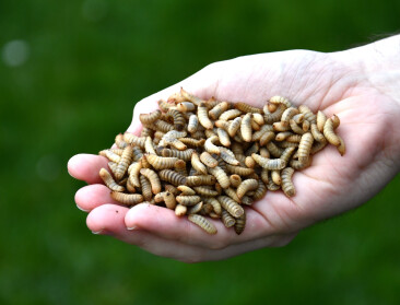 Bemesten we onze velden weldra met ‘insectenafval’? Inagro onderzoekt ‘frass’