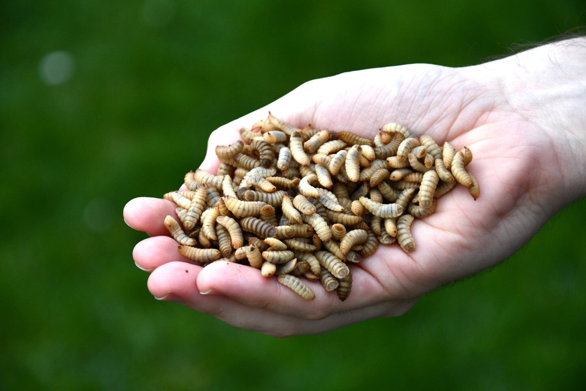 Bemesten we onze velden weldra met ‘insectenafval’? Ina