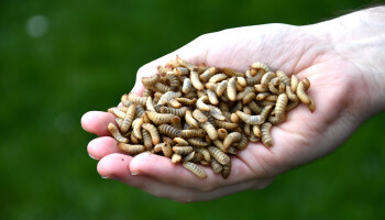 Bemesten we onze velden weldra met ‘insectenafval’? Inagro onderzoekt ‘frass’