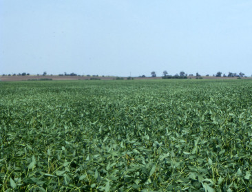 Sojatelers in Donau regio koesteren grote ambities