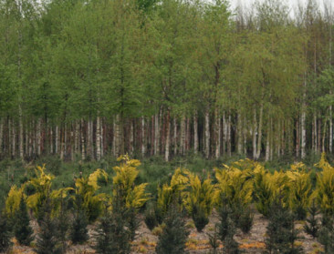 Europese dossiers van groot belang voor bosboomkwekers