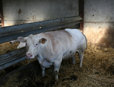 Uitbetaling crisissteun aan vleesvee- en varkenshouders