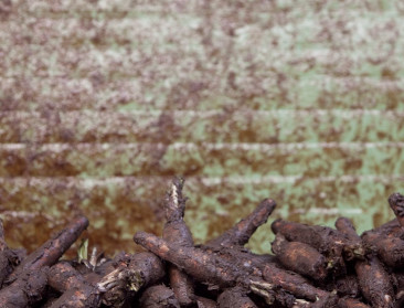Witloofwortels hebben potentieel als grondstof