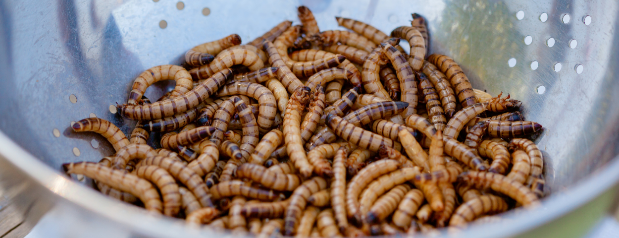 insecten-meelworm-1250