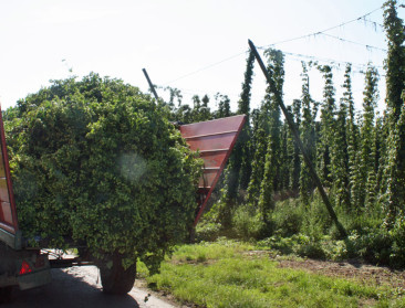 ‘Terroir’ van hop bepalend voor biersmaak en -aroma