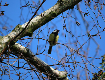 Koolmees meest getelde vogel in Vlaanderen