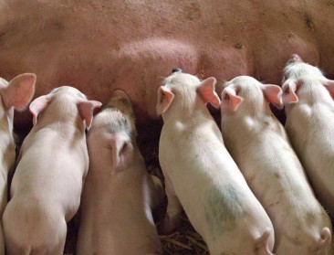 Denemarken gaat in 2019 over op verdoofde castratie