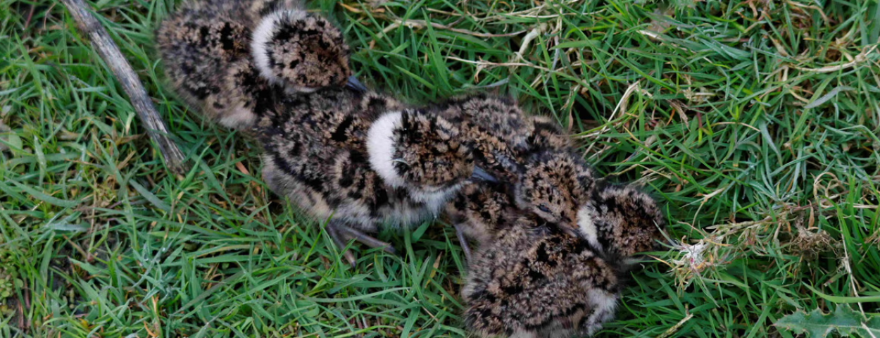 Nest kievitskuikens_Bregt Desmet VLM