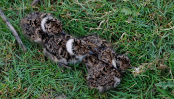 Faunaranden en nestbescherming: inspanningen van landbouwers geven kievitskuikens meer kansen