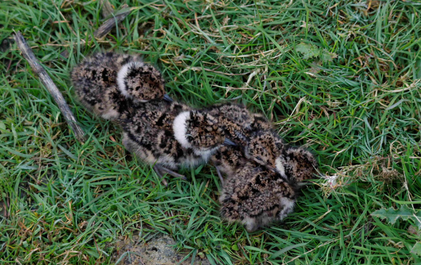 Faunaranden en nestbescherming: inspanningen van landbouwers geven kievitskuikens meer kansen