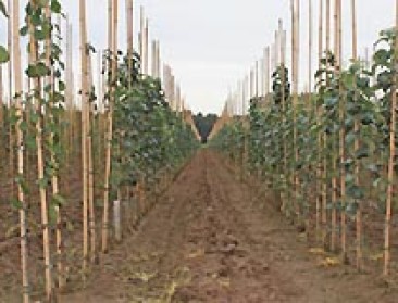 Limburg subsidieert ‘klimaatbomen’ in stadscentra