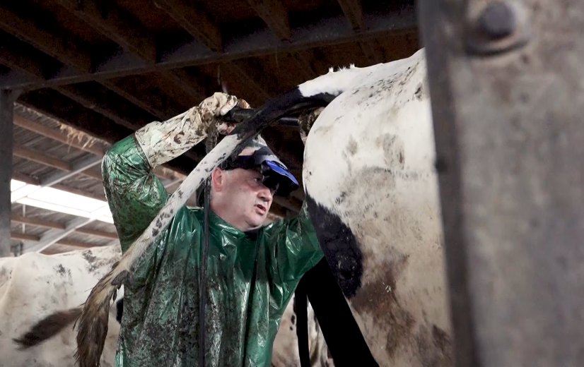 Krak in het Vak: Veearts