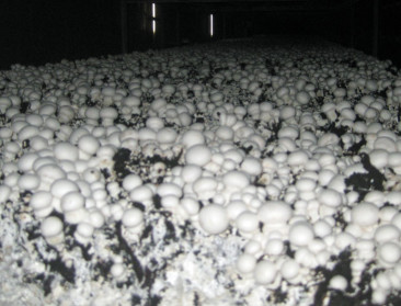 Limburgse producent champignoncompost in Ierse handen