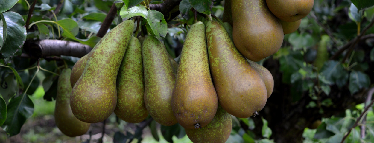 Peren peer fruit