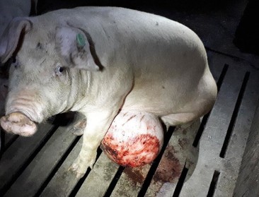 Colruyt en Delhaize zetten samenwerking El Pozo on hold