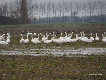 Oost-Vlaamse landbouwers gezocht die kleine zwaan willen helpen overwinteren