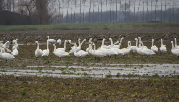 Oost-Vlaamse landbouwers gezocht die kleine zwaan willen helpen overwinteren