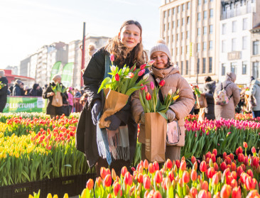 Duizenden mensen komen tulpen plukken in de VLAM-pluktuin in Antwerpen