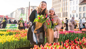 Duizenden mensen komen tulpen plukken in de VLAM-pluktuin in Antwerpen
