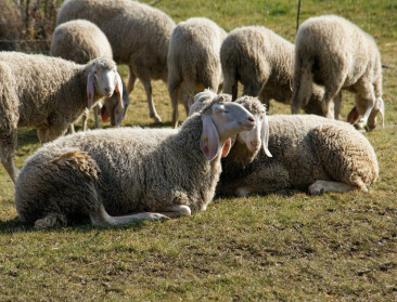 Vaccinatie verdeelt Griekenland tijdens schapenpokkencrisis