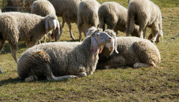 Vaccinatie verdeelt Griekenland tijdens schapenpokkencrisis