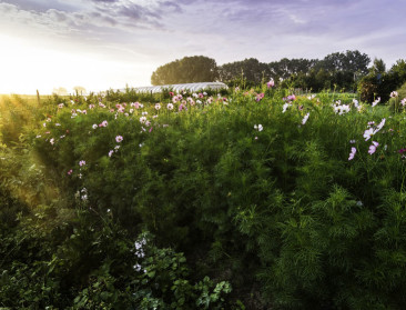 Biologisch landbouwareaal nam wereldwijd met 20 pct toe