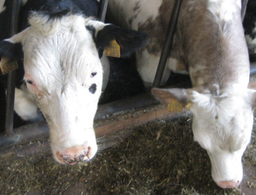 Bijna geen vaststellingen van illegale vetmesting