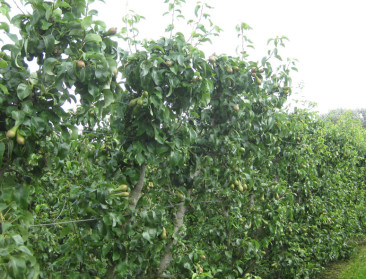 Al 10.000 ton Belgisch fruit uit de markt genomen