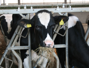 Na 1 maand is 99 pct van geteste runderen BVD-vrij