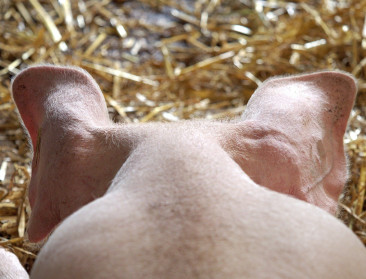 EU-reflectiegroep moet varkenssector doen opveren