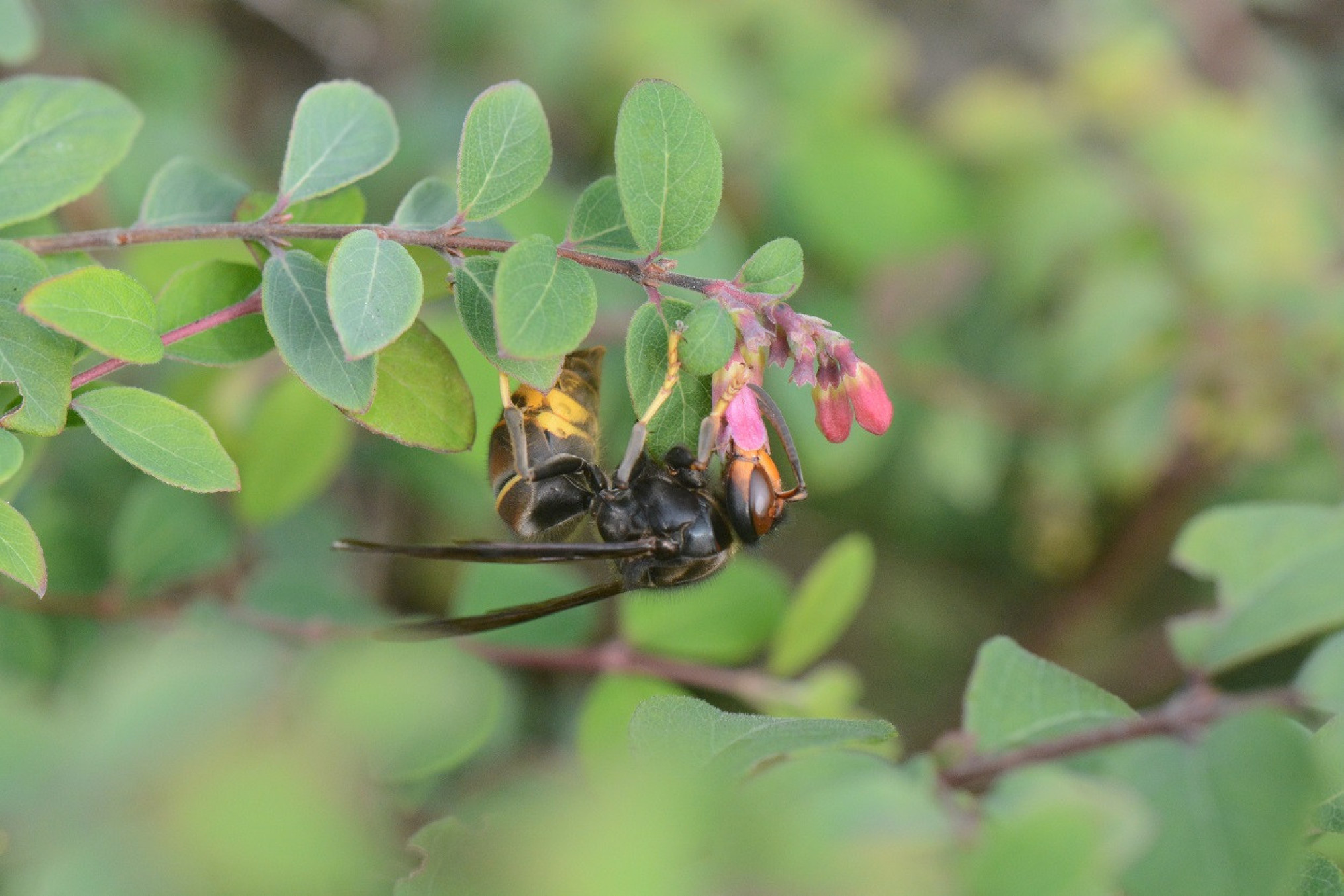 Aziatische hoornaar meest gemeld bij recordeditie Insec