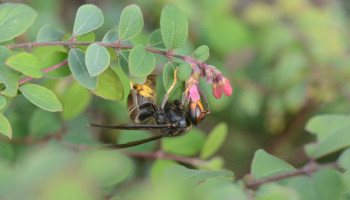 Aziatische hoornaar meest gemelde insect bij recordeditie Insectenzomer van Natuurpunt