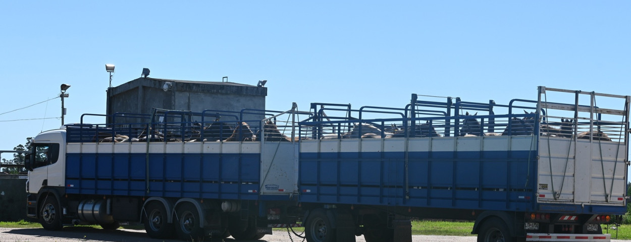 paardentransport zuid-amerika