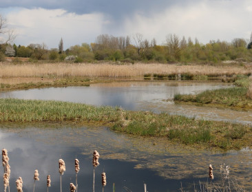 Brengen rietvelden en wetlands soelaas voor nitraatrijk kwelwater?
