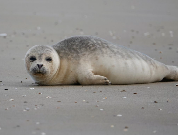 36 bruinvissen, 72 zeehonden en één babywalvis: wat vertelt de balans van aangespoelde zeezoogdieren in 2024?
