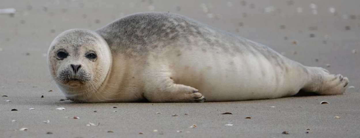 Gewone zeehond, Koksijde - B. Vanslembrouck