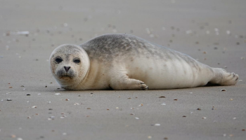 36 bruinvissen, 72 zeehonden en één babywalvis: wat vertelt de balans van aangespoelde zeezoogdieren in 2024?