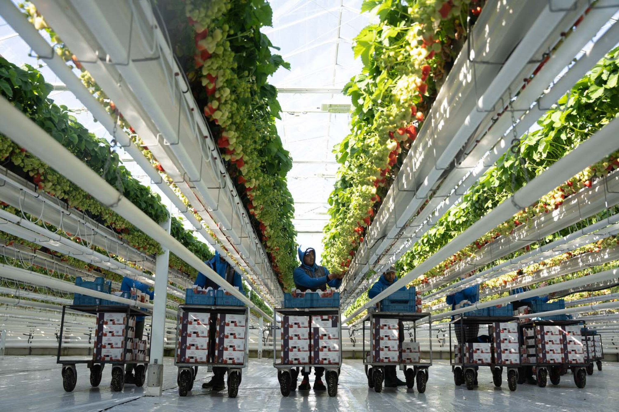 Aardbeienpluk maart 2026 bij Frank Boeren