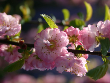 Drones helpen groeiproces fruit in kaart te brengen