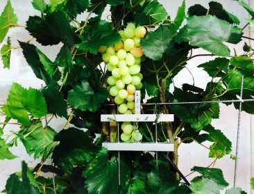 Spreken met planten kan op Living Tomorrow